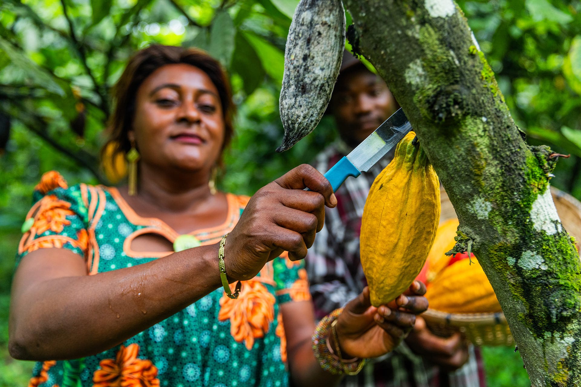 cocoa harvest image