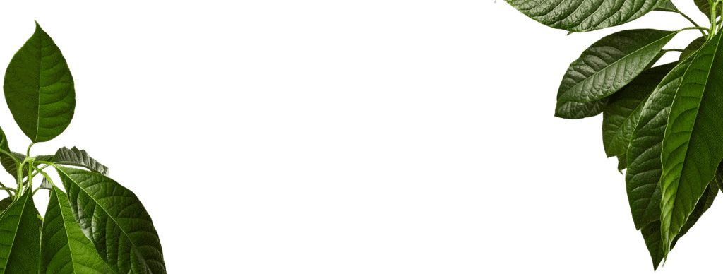 cocoa leave decoration.